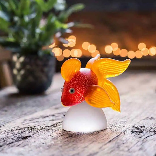 Oranda