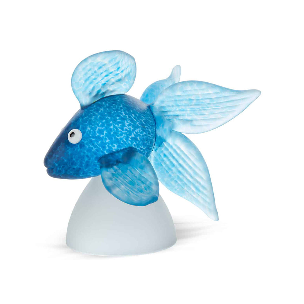 Oranda