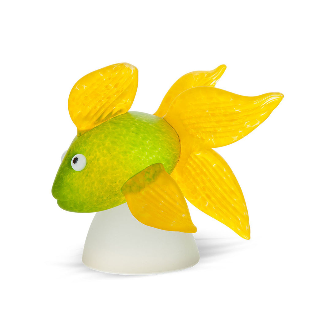 Oranda